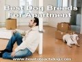 Best Dog Breeds For Apartment 