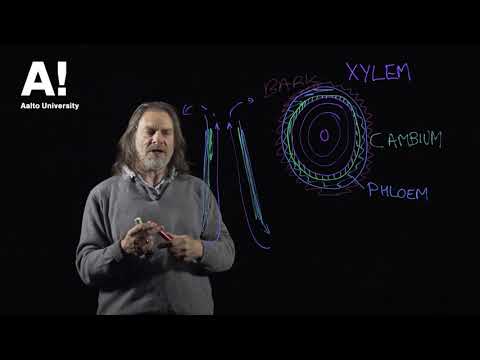 Wood anatomy (6) cambium