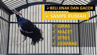 Download lagu FOR BEGINNERS! THE STARLING IS EASILY STRESSED AND TRAPPED IF MOVED CAGES AND PLACES mp3