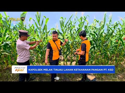 KAPOLSEK MELAK TINJAU LANGSUNG LAHAN KETAHANAN PANGAN PT. KSD