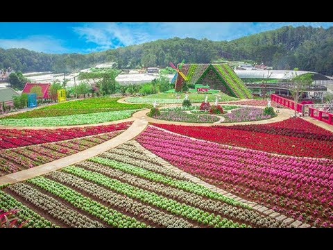 Vẻ Đẹp Thành Phố Ngàn Hoa Đà Lạt