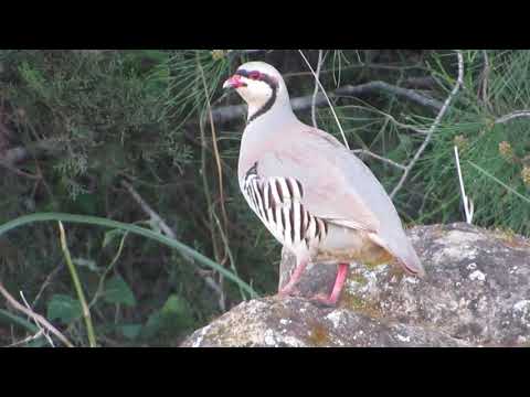 Chukar Partridge calling — Cyprus
