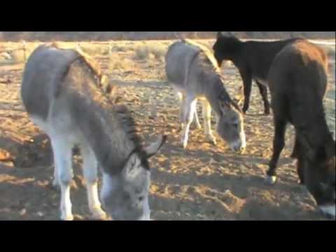 Journey's End Ranch Sanctuary Hay Funds Drive