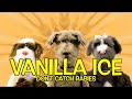 VANILLA ICE ICE ICE BABY DON T CATCH RABIES
