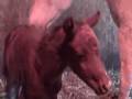 2 Hour Old Arabian Foal Looks For Mothers Milk Crane MO