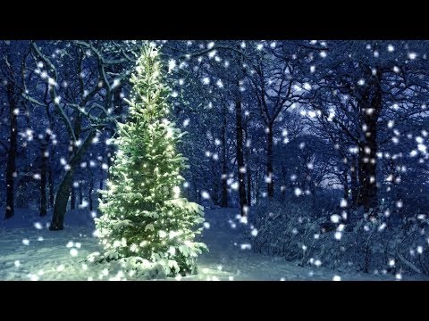 [10 Hours] Snowfall on Christmas Tree in the Woods - Video & Audio [1080HD] SlowTV