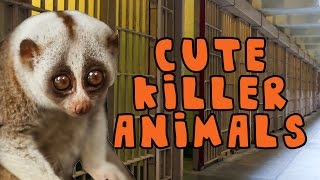 Cute Killer Animals