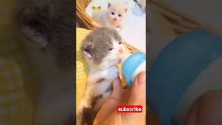 Download lagu KUCING MINUM SUSU 🐈🐈#shorts mp3