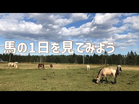 畜大生によるミニミニ講演会「馬の1日を見てみよう」
