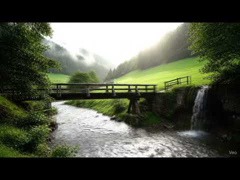 4K HDR Rhododendron Forest - REALTIME Birdsong - 8 Hours NO LOOP Bird Sounds - Relaxing Nature Video