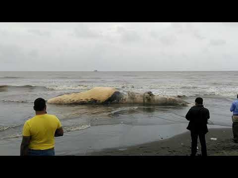 huge giant whale fish at Vasai beach, suruchi beach vasai