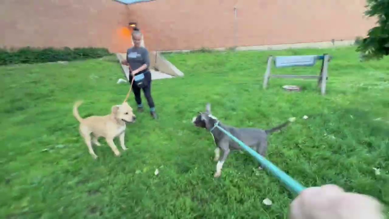 Video preview