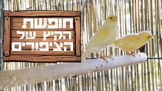 חופשת הקיץ של הקנרים שלי