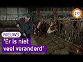 Twintig jaar na de mkz-crisis