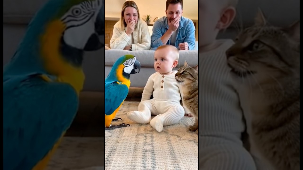 オウムの鳴き声が猫になって赤ちゃん固まってしまう👶🦜#parrot #baby #cute #funny #shorts #赤ちゃん #オウム