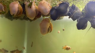 Breeding Mystery Snails For Profit Out of My Bedroom