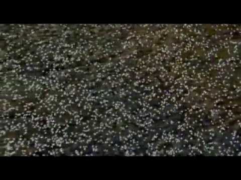 Alemlerin Rabbi ALLAH