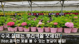 좋은 수국 고르는 꿀팁 알려드릴께요 