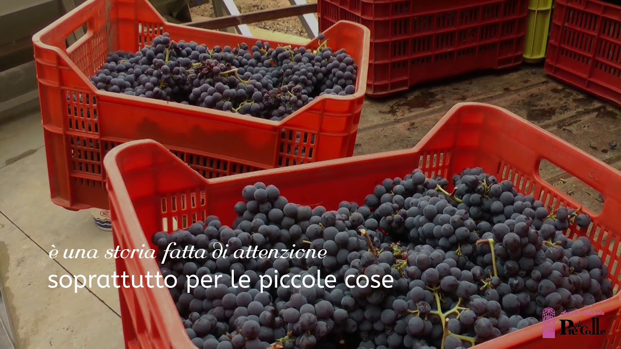 "Piè di Colle" azienda vinicola - vini toscani Chianti DOCG e IGP 11