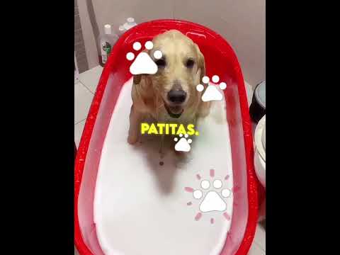 Pensó Que a Su Perrito Le Pasaba Algo en el Baño, Pero Estaba Dormido 🥹