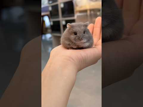 Hamsters: Tiny, Adorable, and Full of Surprises! #animals #cuteanimals  #shorts #hamster #pets