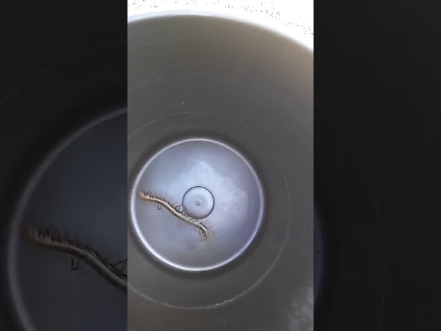 Vídeo relacionado con Sujosa 20 unidades de insectos falsos de plástico Scolopendra ciempiés, insectos falsos de abril, tontos, Navidad, fiestas, bromas para adultos