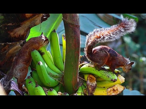 Variegated squirrels - One of the most beautiful squirrel species in the world.