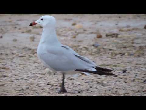 Audouin's Gull, Gabbiano Corso (Ichthyaetus audouinii)