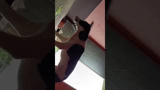 Dog Is Vegetarian Eating Cucumber #shorts #pet #cutedog