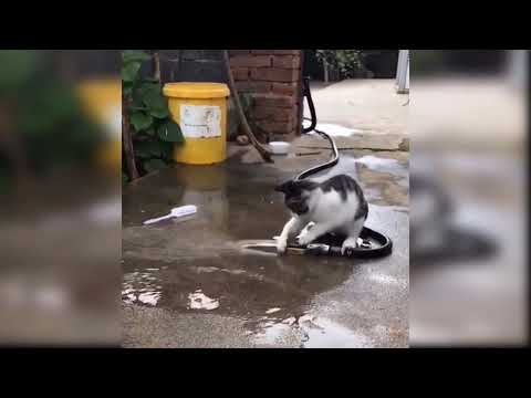 Baby Cats _ Cute and Funny Cat Videos Compilation #funny #cutecat  || Funny Animals With Mohsin