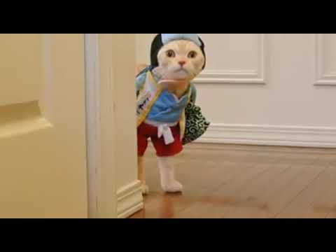 download lagu mp3 mp4 Video Lucu Sepi, download lagu Video Lucu Sepi gratis, unduh video klip Video Lucu Sepi