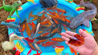 Download lagu Amazing! Catching colorful ornamental fish, big catfish, betta fish, goldfish, big fish, ducks, koi mp3 Download lagu Amazing! Catching colorful ornamental fish, big catfish, betta fish, goldfish, big fish, ducks, koi mp3