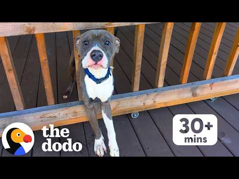 30+ Minutes Of The Most Heartwarming Second Chances We've Ever Seen | The Dodo