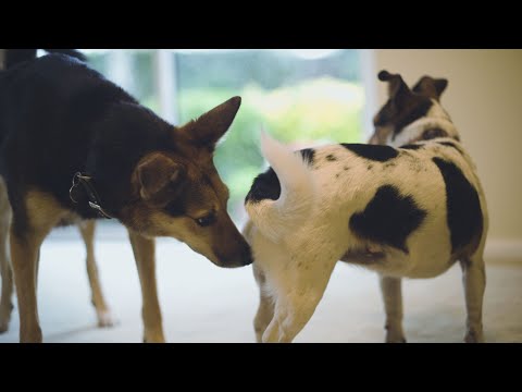 My Dog Wants To Breed (Fixed in 3 Steps)💦