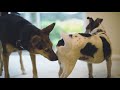 My Dog Wants To Breed Fixed In 3 Steps