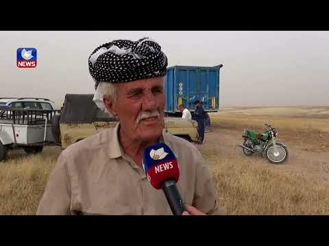 بەڤیدیۆ.. جوتیارانی ناوچەی داوێ لە سنوری خورماتوو دەستیان بە دروێنەی گەنمەکانیان کرد