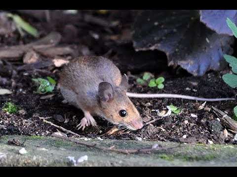 Ryšavka lesná (Apodemus sylvaticus) — záhradné zábery