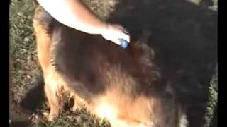 Shedding Rake - Dog Grooming Tools - Grooming the GSD