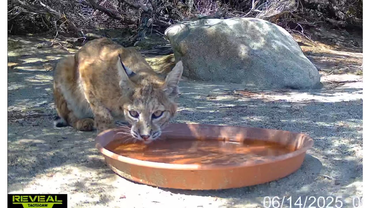 S3E34: Wildlife at the Water...