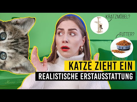 Eine Katze zieht ein / realistische Erstausstattung für Katzen / Katzentipps / Amely Rose