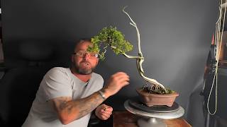 Sabina Juniper Bonsai Gets A Makeover