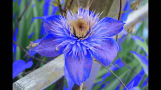 The Sisters of Mercy-Garden of Delight