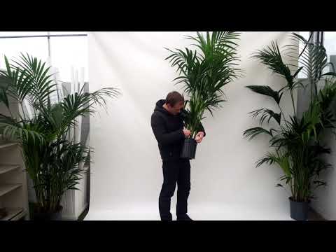 , title : 'Produktvideo: Kentia Palme 170/180cm Zimmerpflanze.'