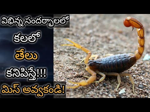 Scorpio in Dream Meaning & Analysis || Dreambook