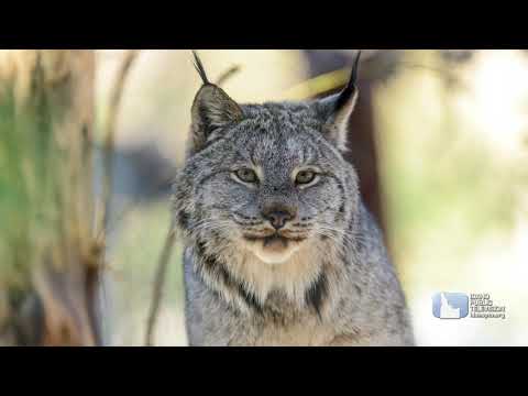 image-Are there any endangered species in Idaho?