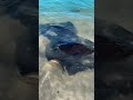 Hamelin bay stingrays 😍 #stingrays #hamelinbay #westernaustralia #ocean #explore #perth #beach