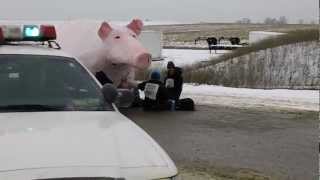 SHELL PIG LOCKDOWN (Part 1 of 2)