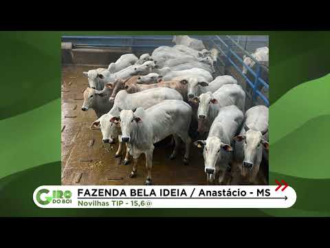 ANASTÁCIO (MS) SE DESTACA COM NOVILHADA DE QUASE 16@ NA TIP; CONFIRA