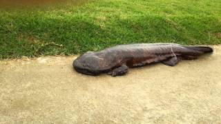 preview picture of video '鴨川にオオサンショウウオ２(Giant salamander in Kamo River, Kyoto Japan)'