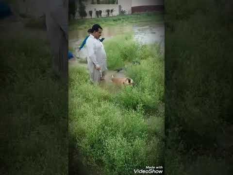 Dr Nawazish Ali Club  Training Duck Hunting (Labrador & Painter).